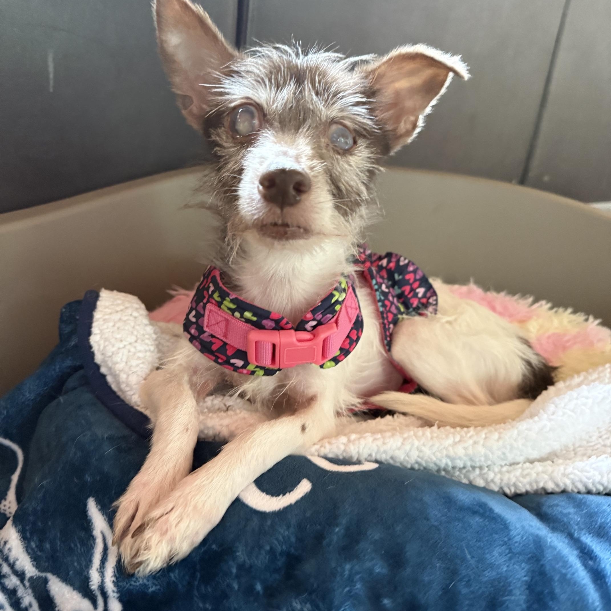 Chloe, an adopted Wire Fox Terrier in Foster, RI image 4/4