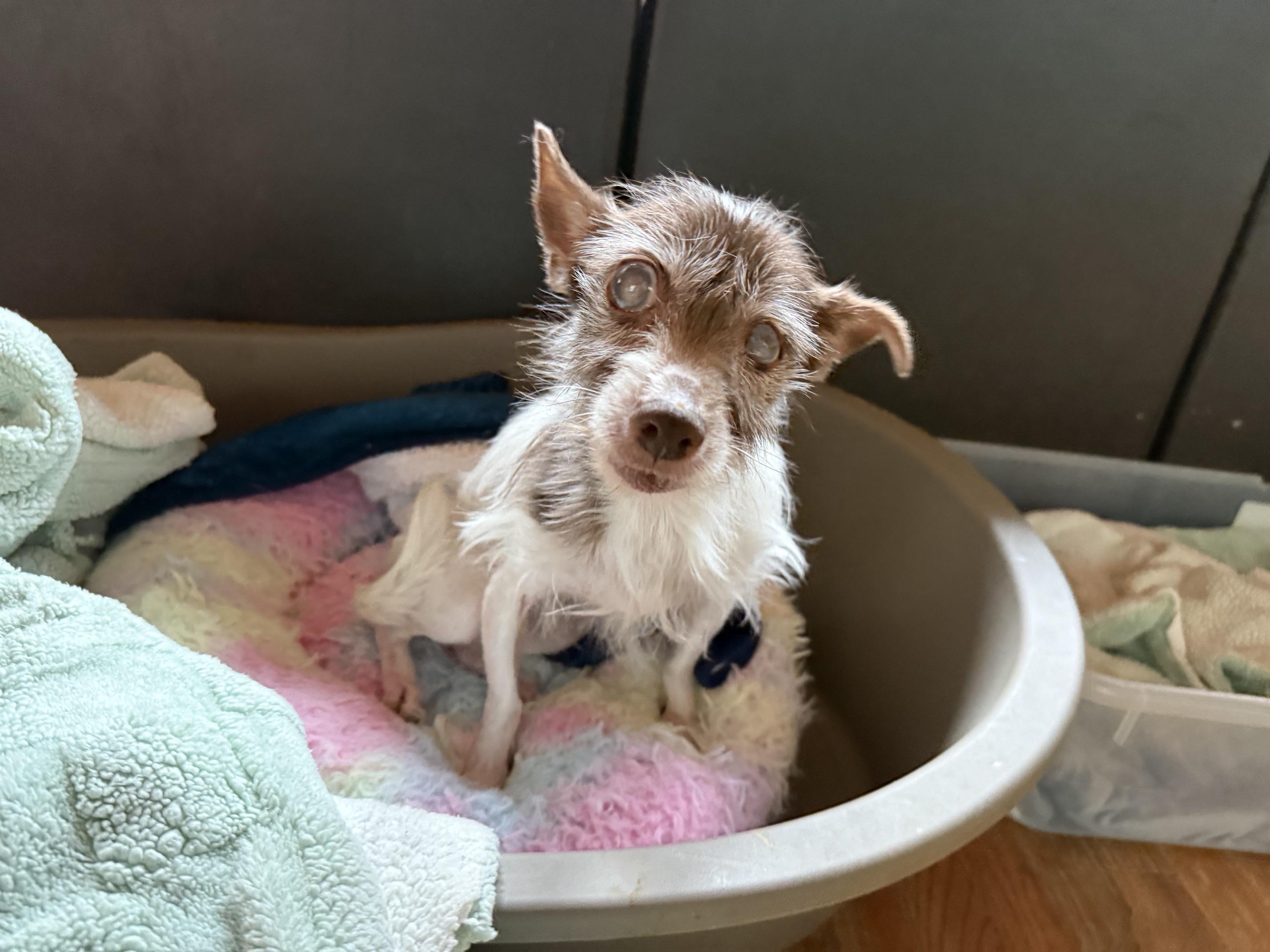 Chloe, an adopted Wire Fox Terrier in Foster, RI image 2/4