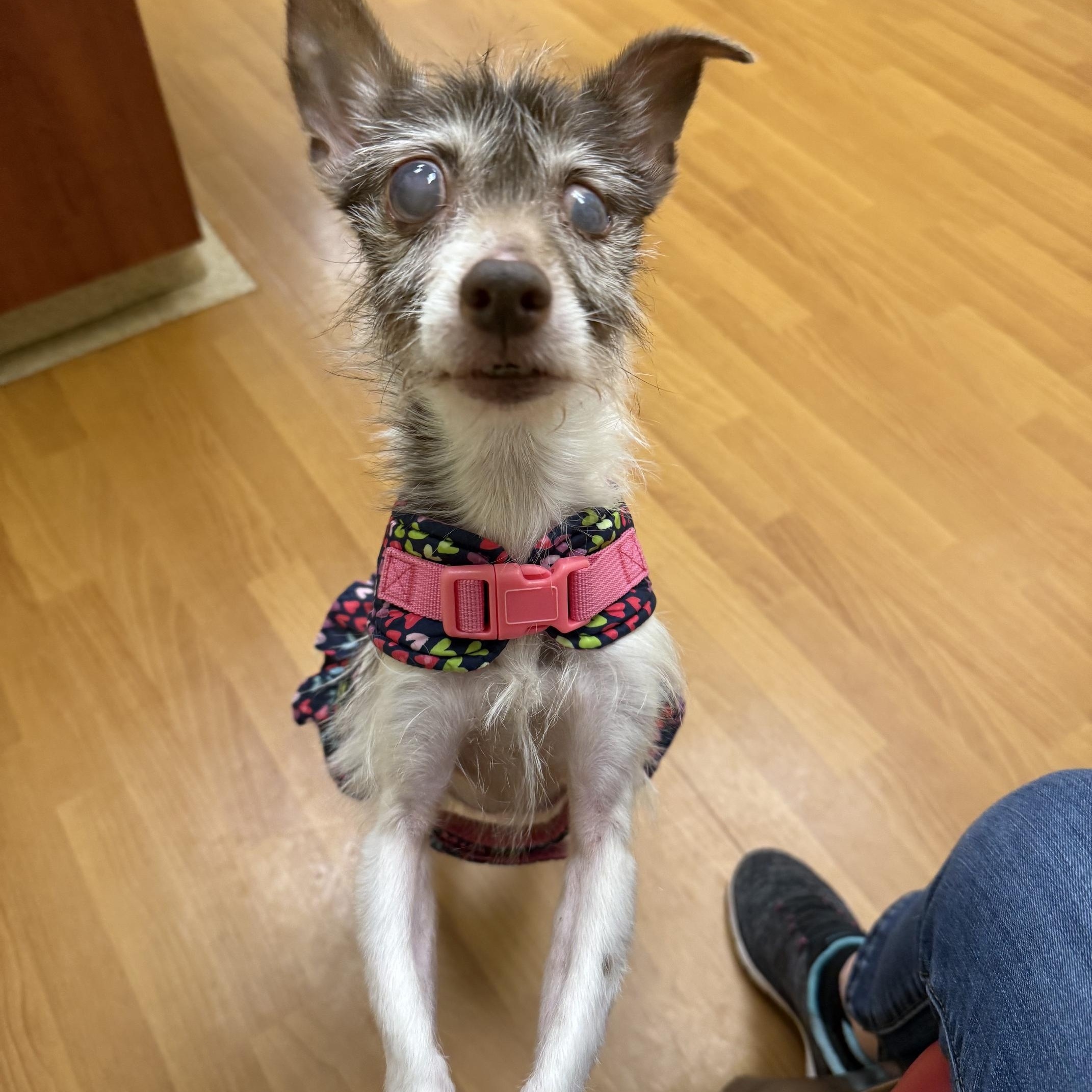 Chloe, an adopted Wire Fox Terrier in Foster, RI image 1/4