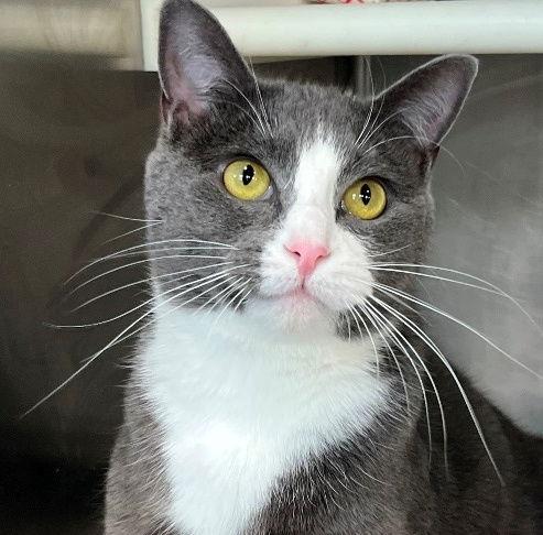Whisper, a Adopted Tuxedo in Carrollton, GA image 1/3