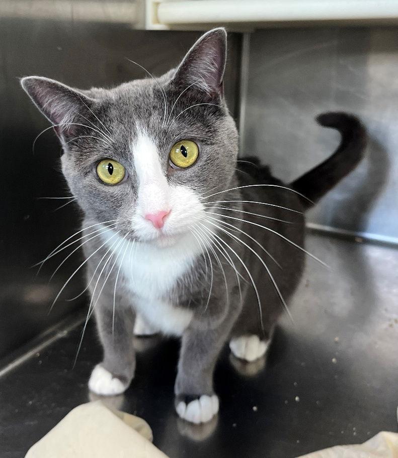 Whisper, a Adopted Tuxedo in Carrollton, GA image 2/3