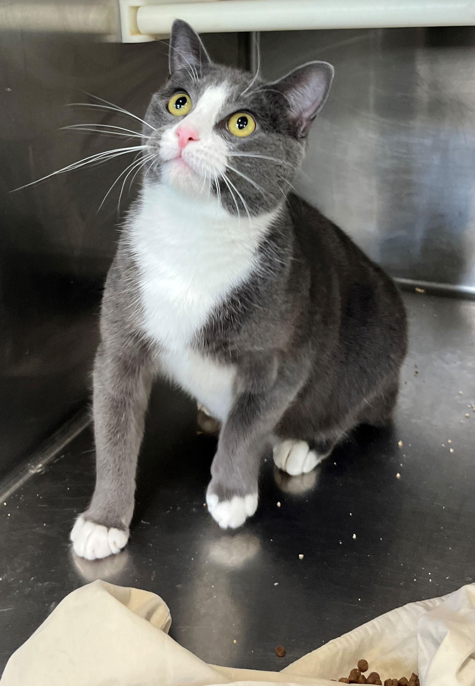 Whisper, a Adopted Tuxedo in Carrollton, GA image 3/3