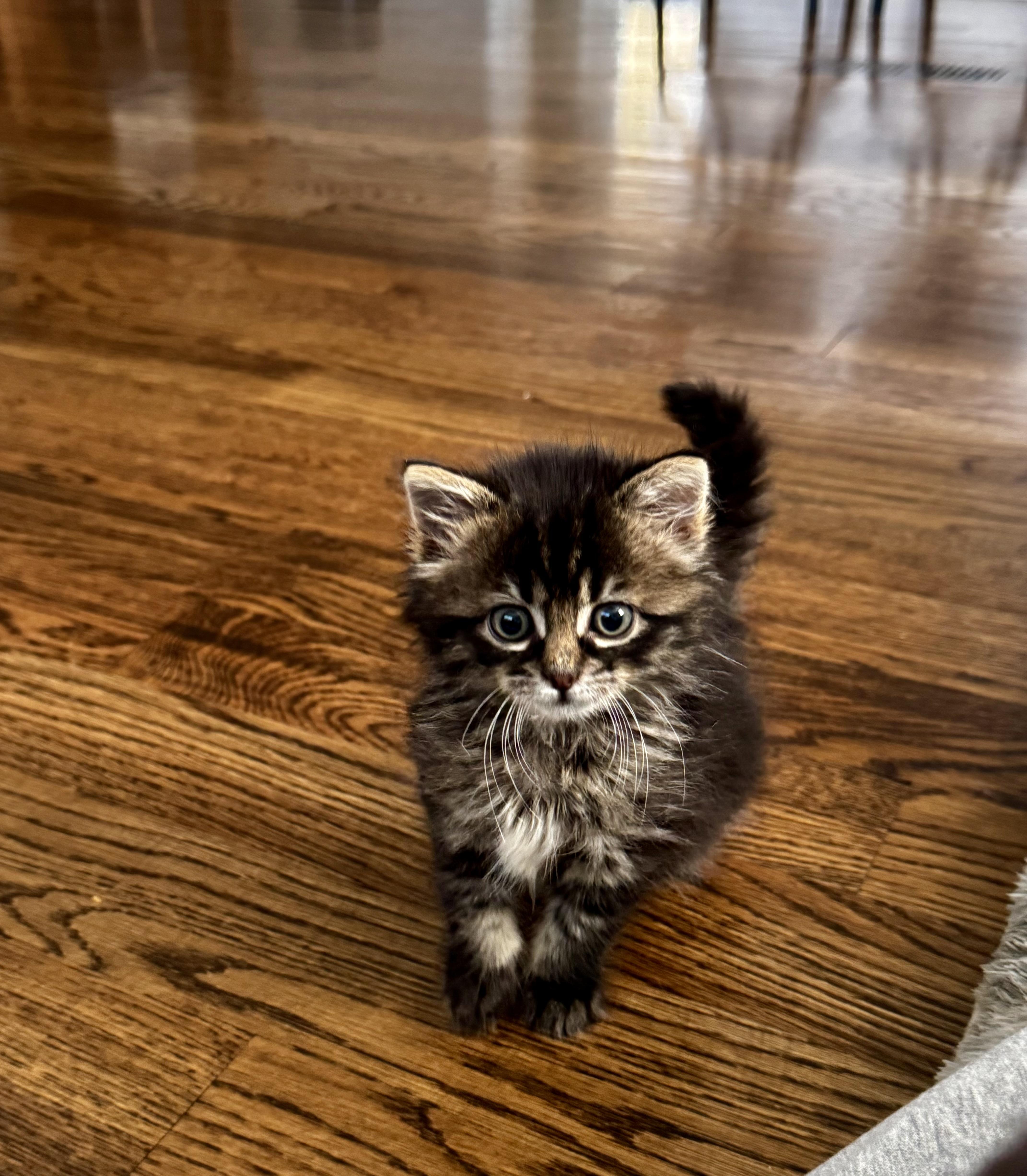 Tape, Adopted, Young Female Domestic Long Hair.