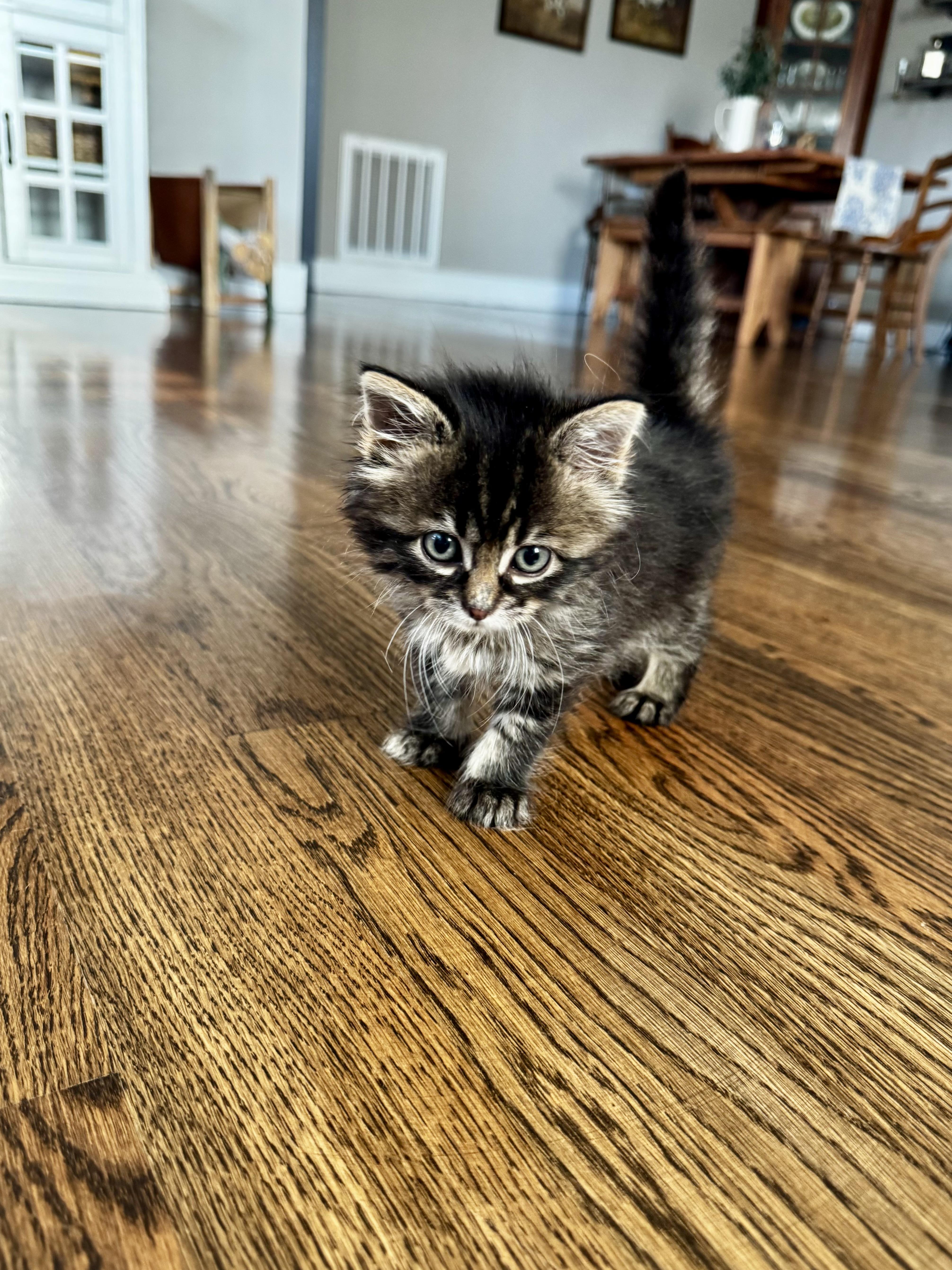 Tape, a Adopted Domestic Long Hair in Knoxville, TN image 2/2