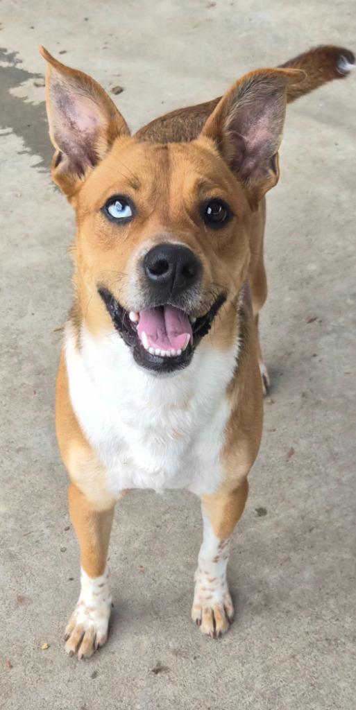 Dougie, Adoptable, Young Male Mixed Breed.