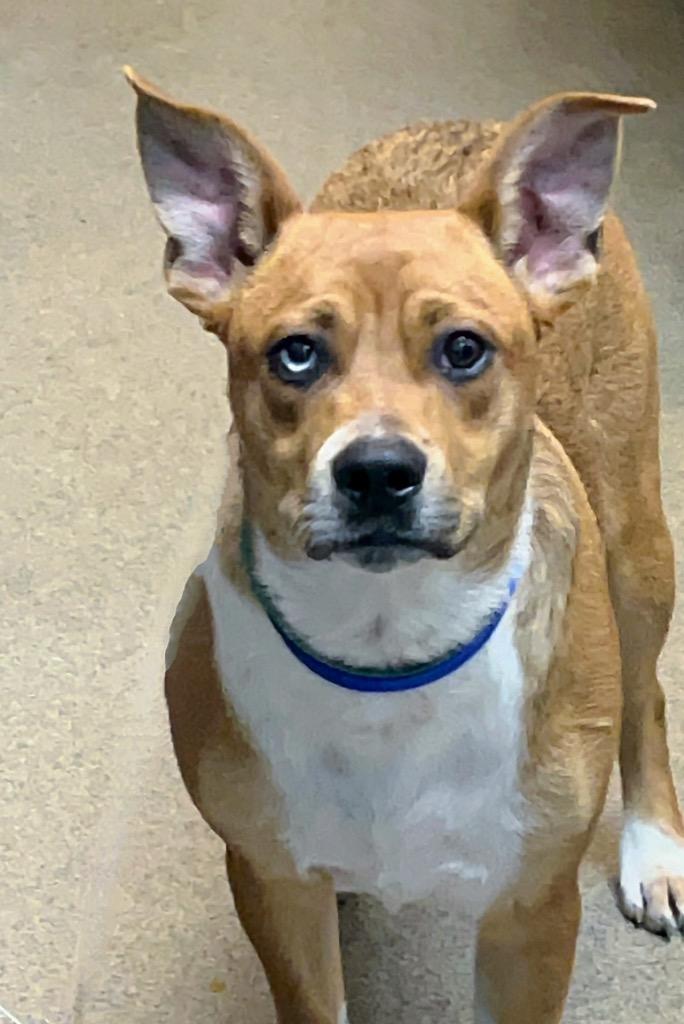 Enlarge Dougie, a Adoptable mixed breed in Rome, GA image 1/1