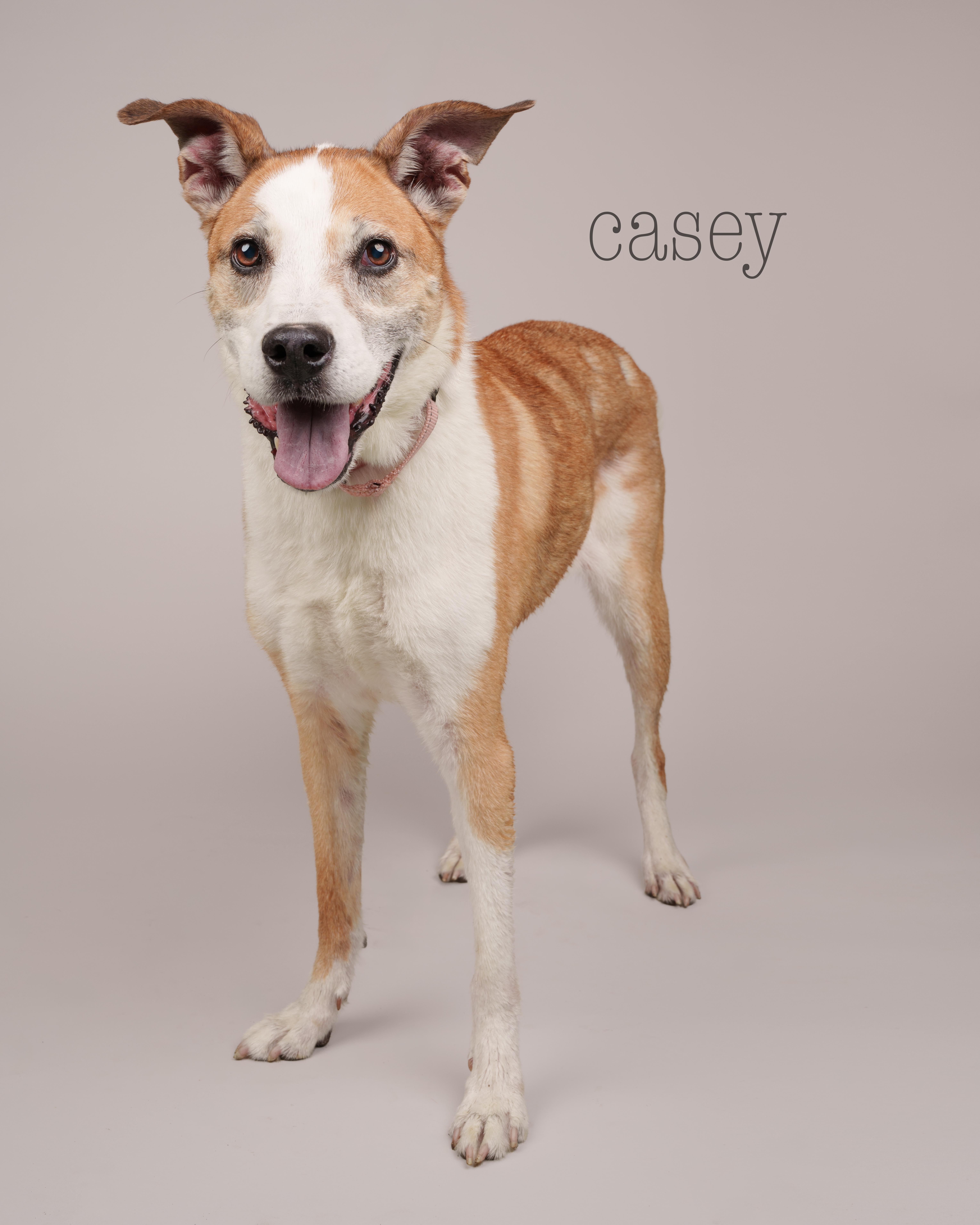 Casey, Adoptable, Senior Female Terrier.
