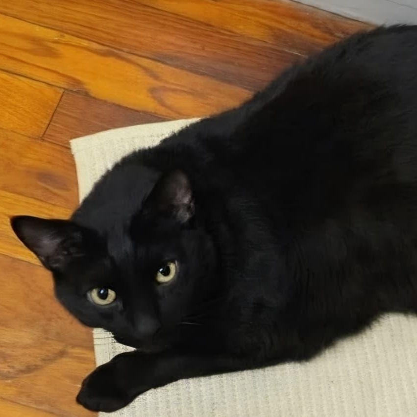 Midnight, a ADOPTABLE Domestic Short Hair in Bayonne, NJ image 1/4