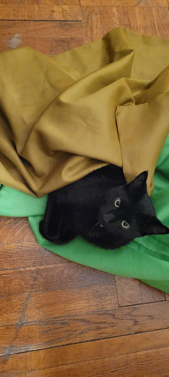 Midnight, a ADOPTABLE Domestic Short Hair in Bayonne, NJ image 4/4