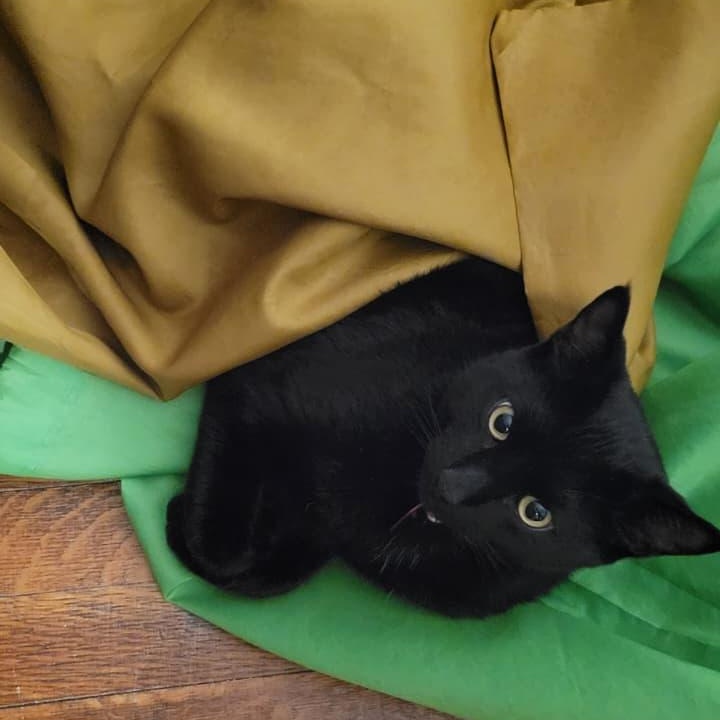 Midnight, a ADOPTABLE Domestic Short Hair in Bayonne, NJ image 2/4