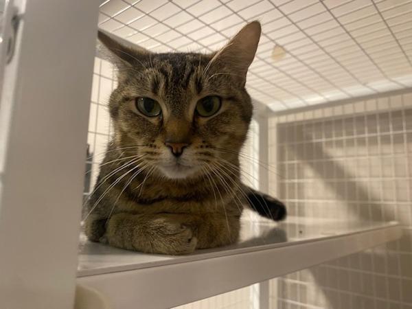 ‘kayuumin, Adoptable, Adult Female Domestic Short Hair.
