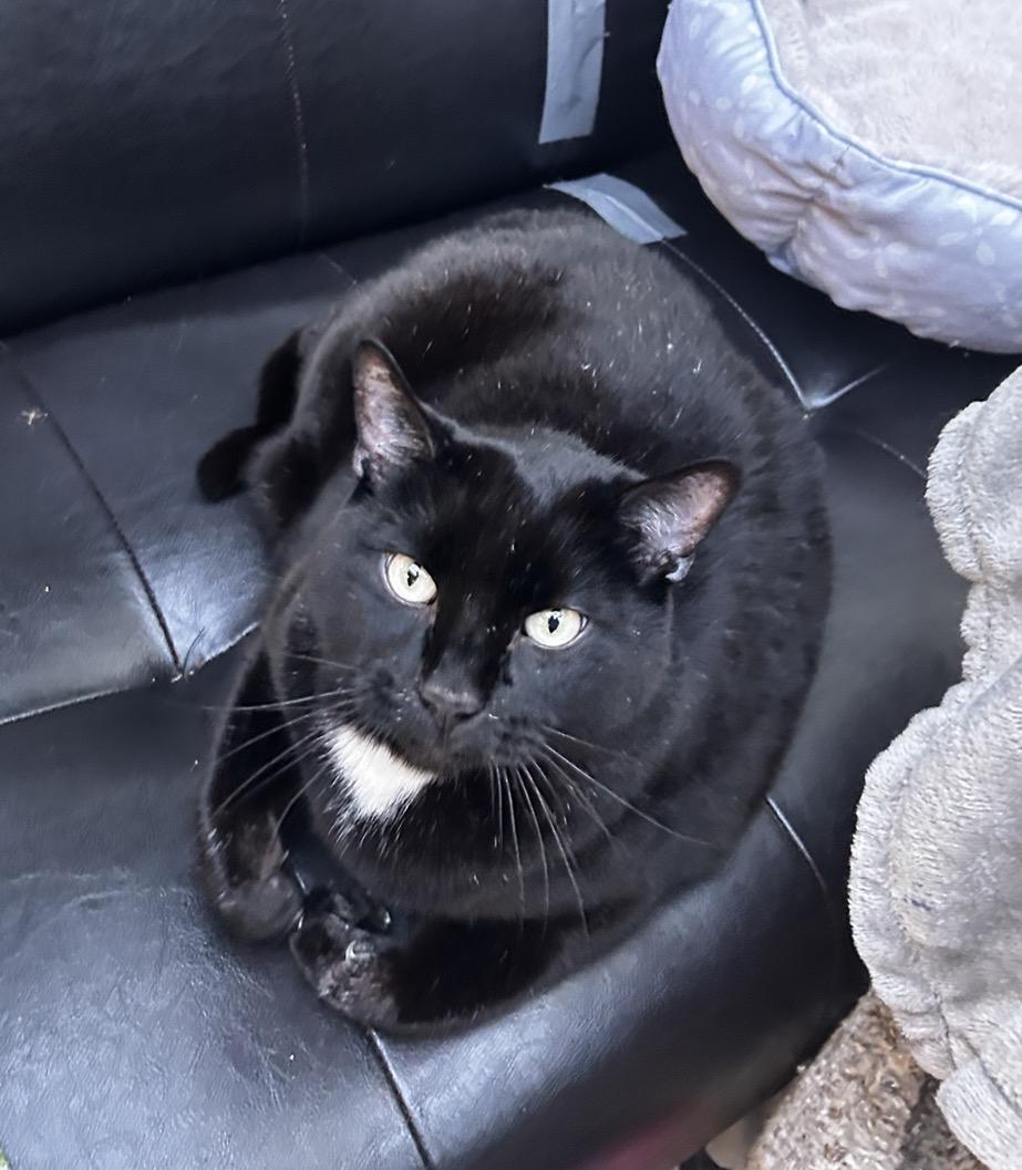 Enlarge Gene Kelly, a ADOPTABLE Domestic Short Hair in Maple Ridge, BC image 5/6