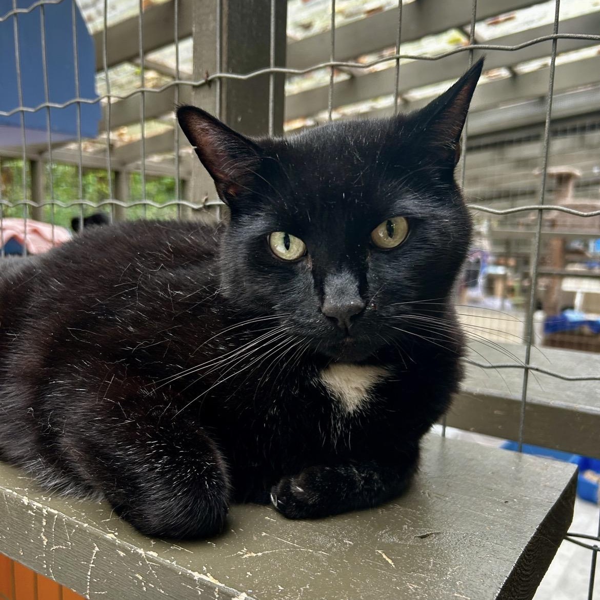 Enlarge Gene Kelly, a ADOPTABLE Domestic Short Hair in Maple Ridge, BC image 3/6