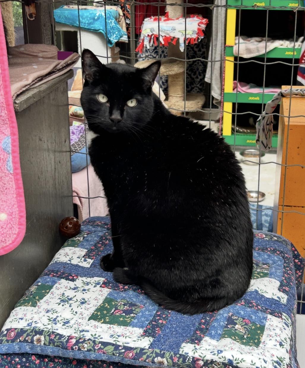 Enlarge Gene Kelly, a ADOPTABLE Domestic Short Hair in Maple Ridge, BC image 6/6