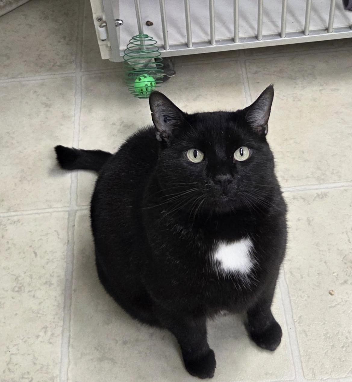 Gene Kelly, ADOPTABLE, Adult Male Domestic Short Hair.