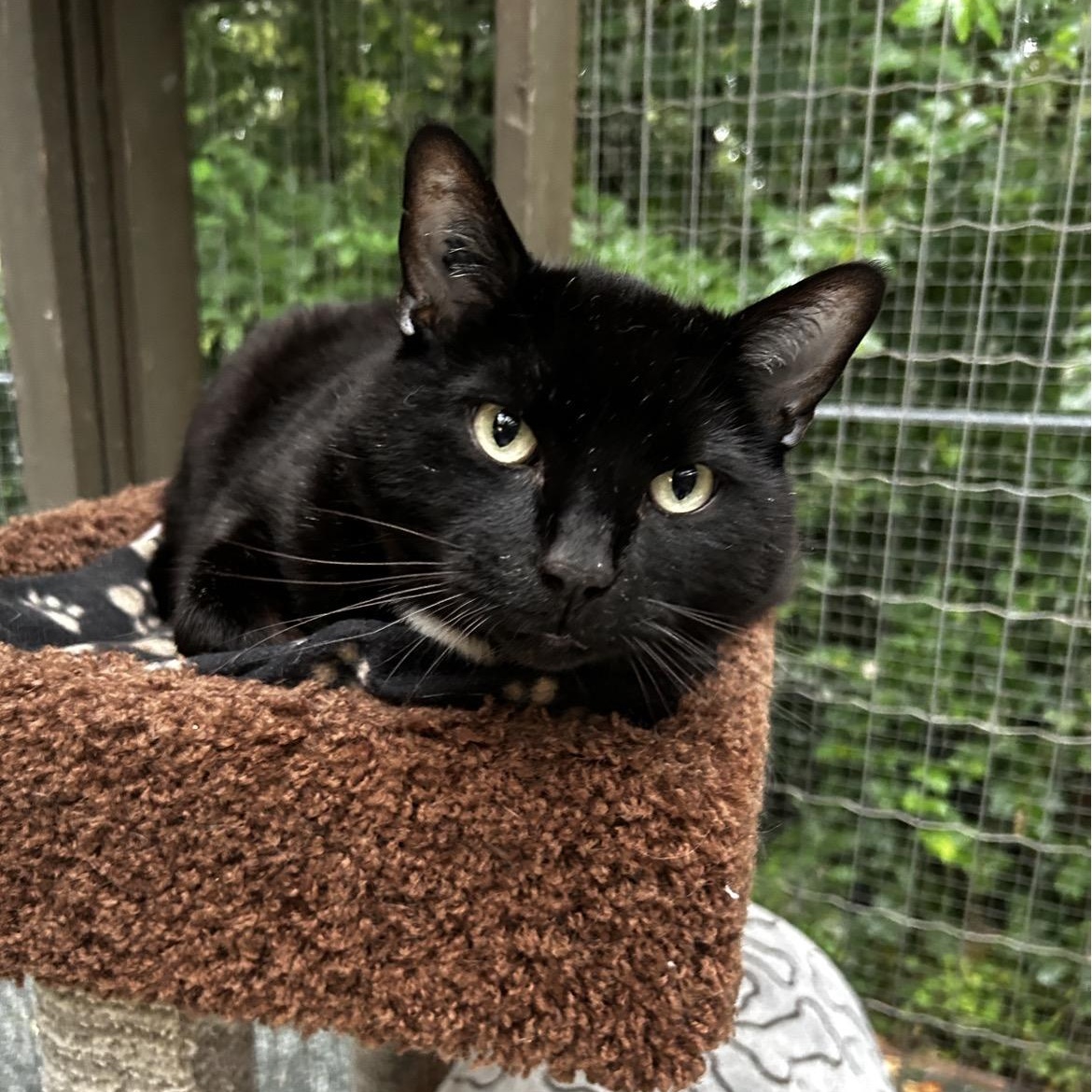 Enlarge Gene Kelly, a ADOPTABLE Domestic Short Hair in Maple Ridge, BC image 4/6