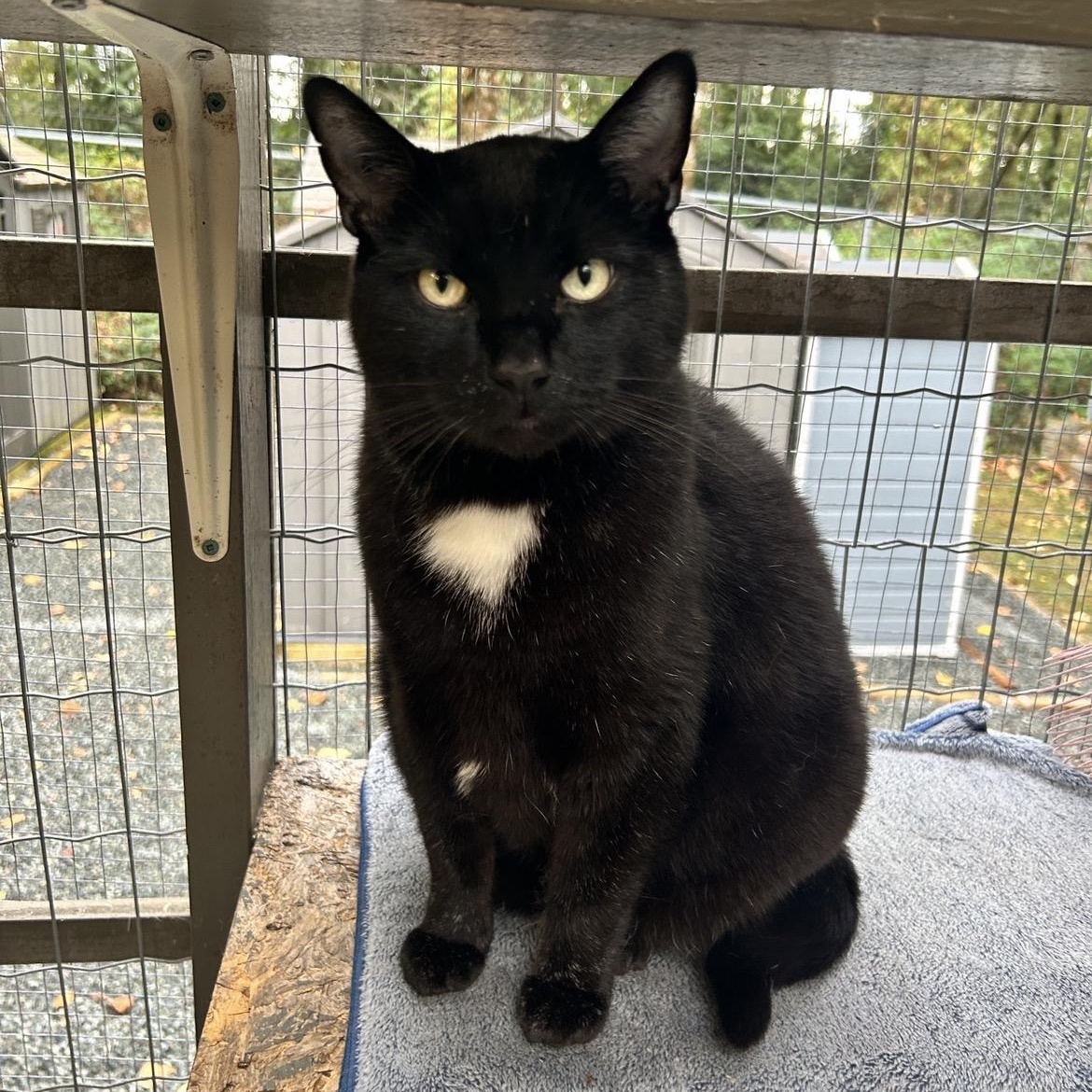 Enlarge Gene Kelly, a ADOPTABLE Domestic Short Hair in Maple Ridge, BC image 1/6