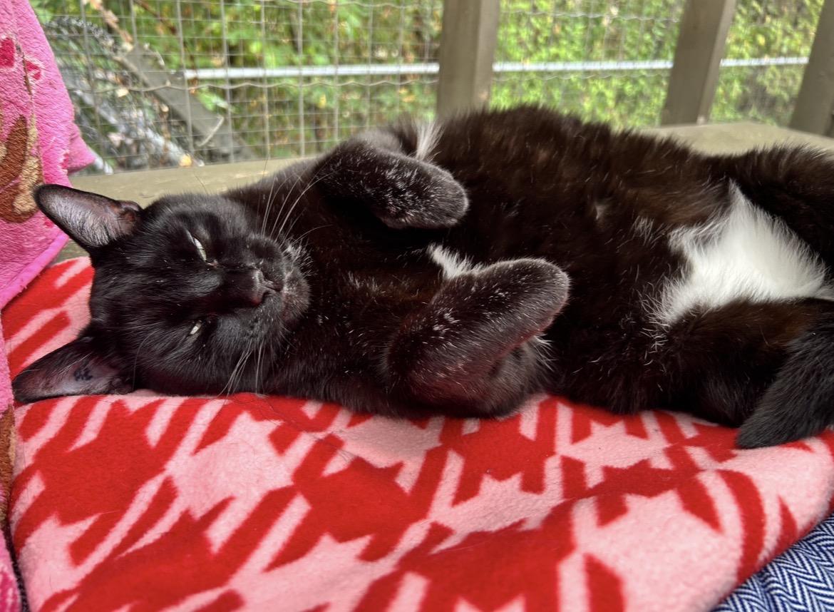 Enlarge Gene Kelly, a ADOPTABLE Domestic Short Hair in Maple Ridge, BC image 2/6