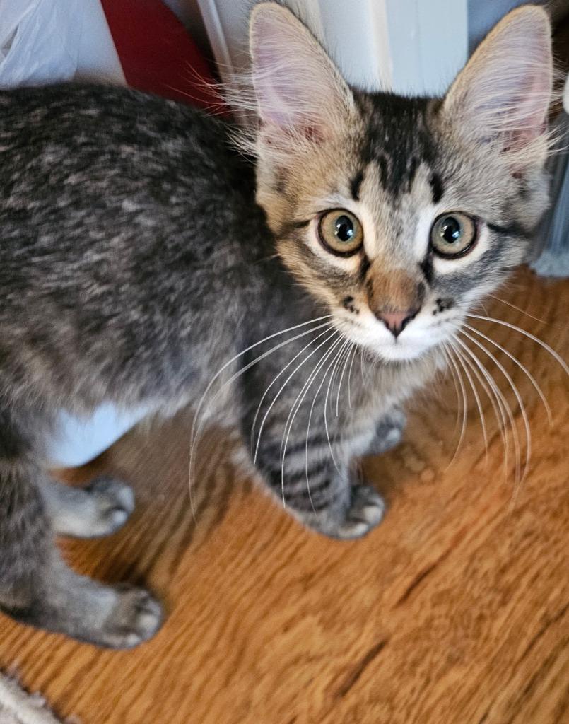 Enlarge Beatrix, a Adopted mixed breed in Shawnee, KS image 1/1