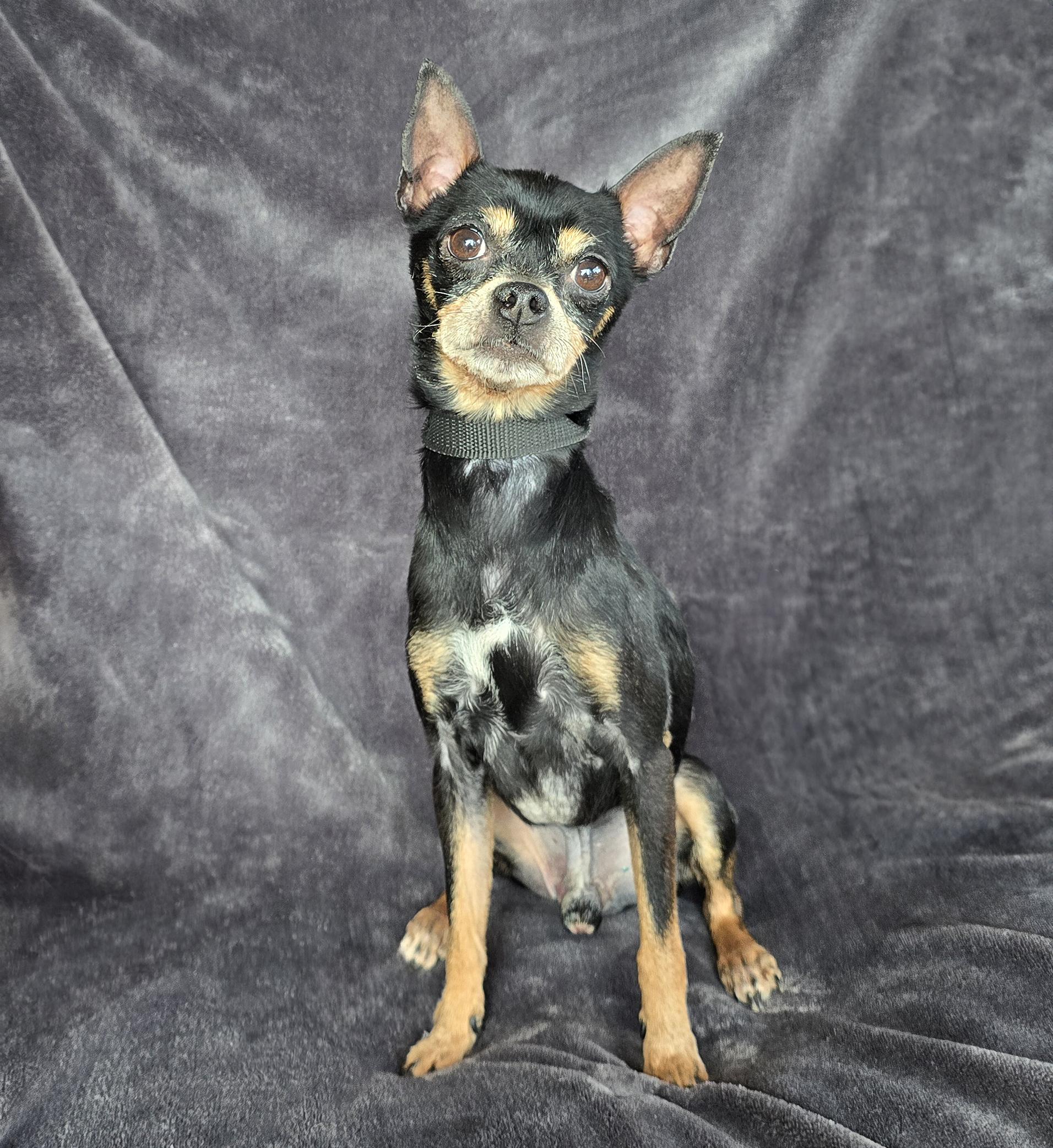 Jaunty Lil Mr Jacks ~ 6 lbs of CHILL !, Adoptable, Adult Male Chihuahua.