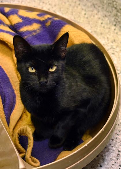 Enlarge Joan Jett, a Adoptable Domestic Short Hair in Baton Rouge, LA image 1/1
