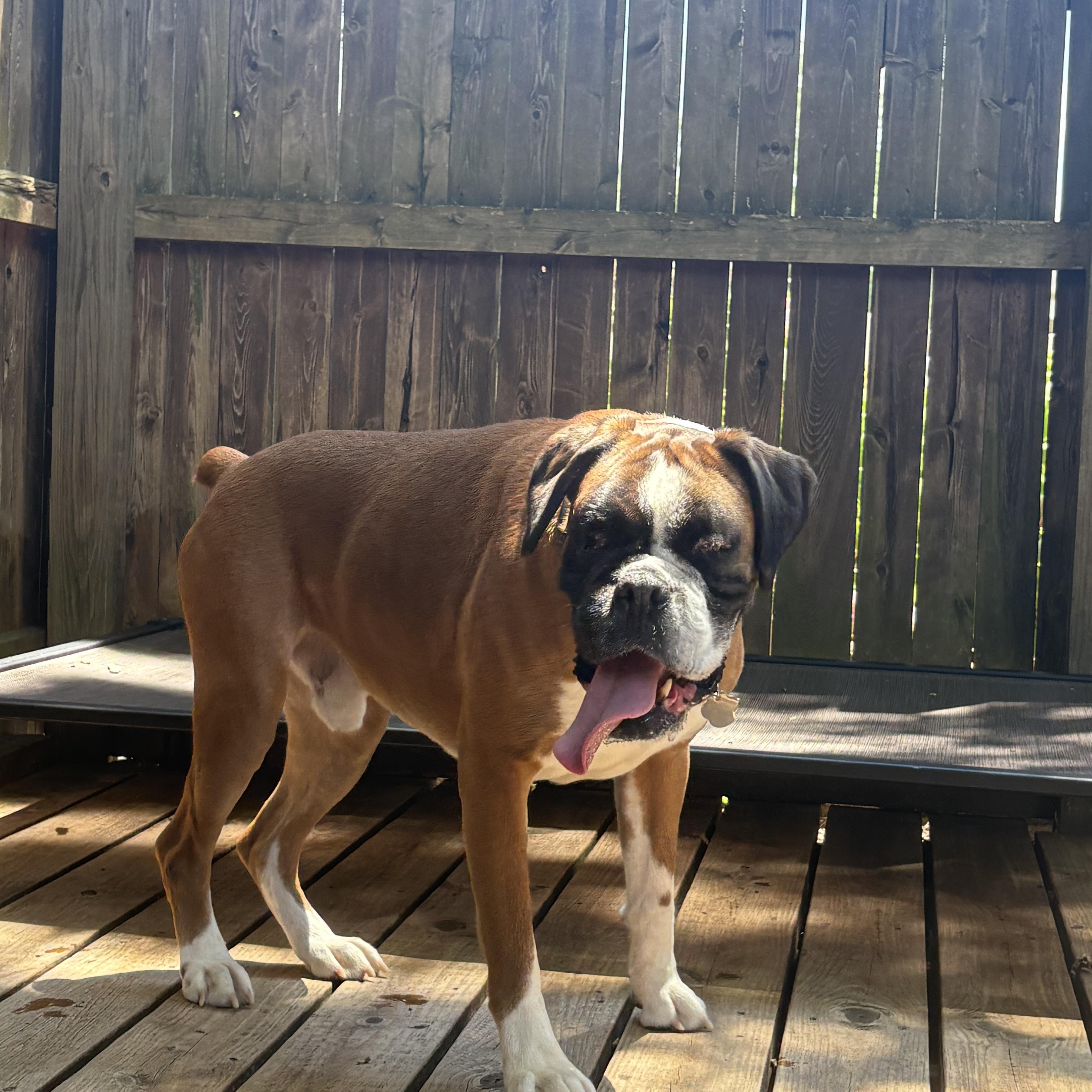 Enlarge Murphy Foster Needed, a ADOPTABLE Boxer in Middlesex, NJ image 4/6