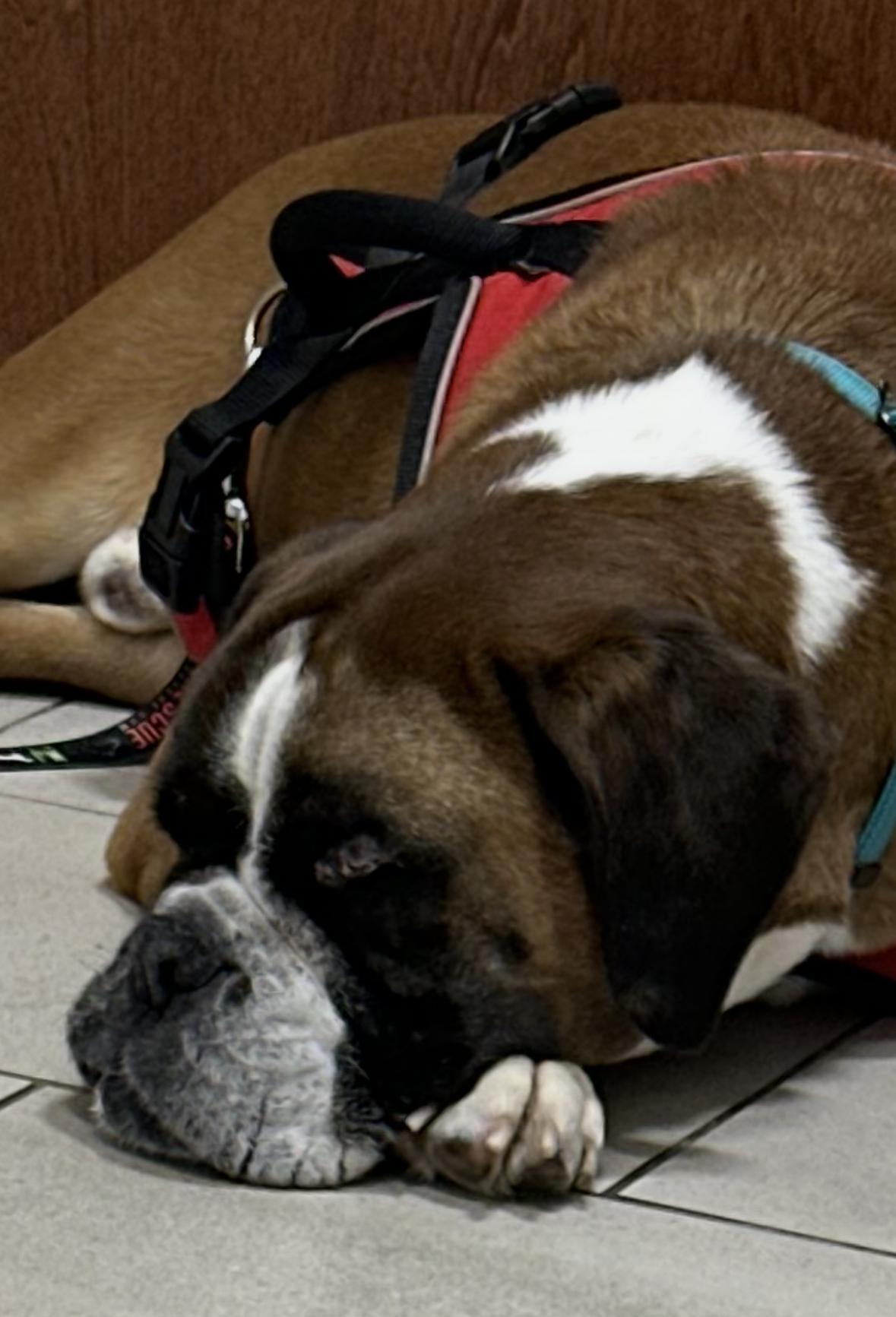 Enlarge Murphy Foster Needed, a ADOPTABLE Boxer in Middlesex, NJ image 2/6