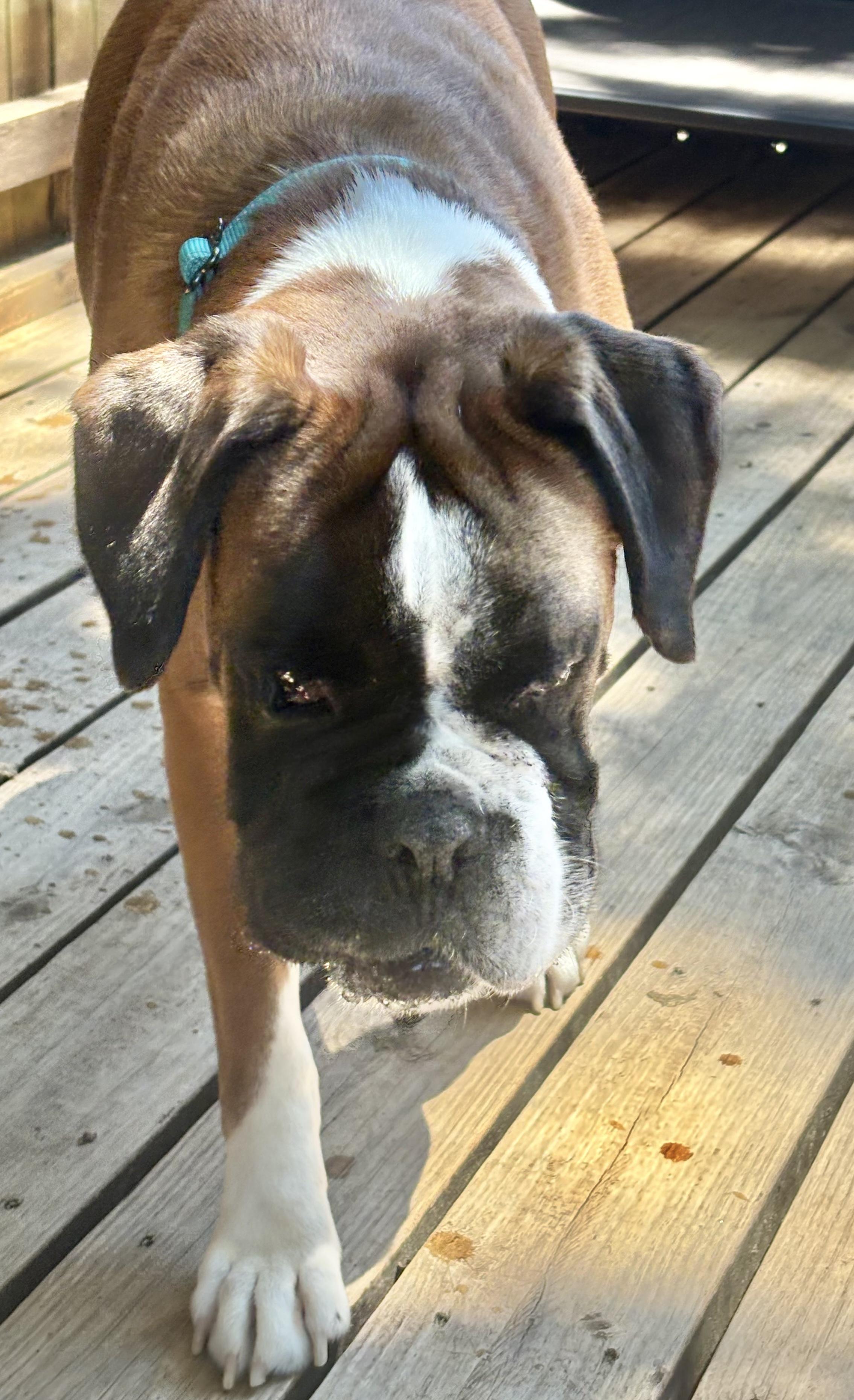 Murphy Foster Needed, ADOPTABLE, Adult Male Boxer.
