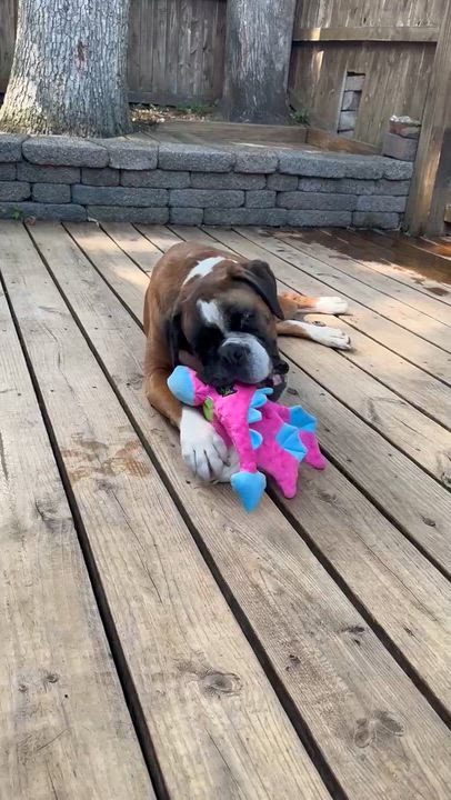 Enlarge Murphy Foster Needed, a ADOPTABLE Boxer in Middlesex, NJ video 5/6