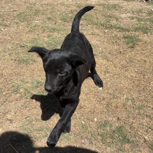Enlarge Doughnut, a Adoptable mixed breed in Sanford, NC image 1/5
