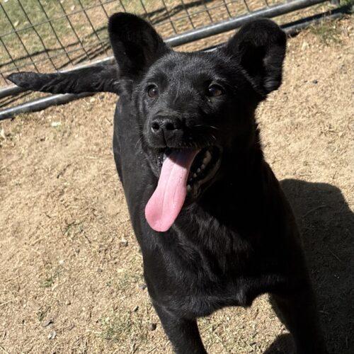 Enlarge Doughnut, a Adoptable mixed breed in Sanford, NC image 2/5