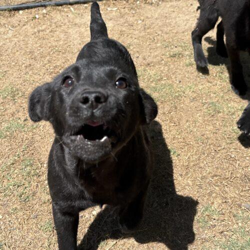 Enlarge Doughnut, a Adoptable mixed breed in Sanford, NC image 3/5
