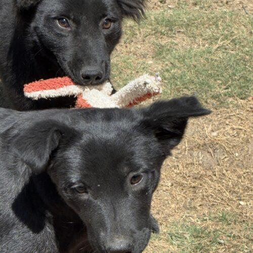 Enlarge Doughnut, a Adoptable mixed breed in Sanford, NC image 4/5