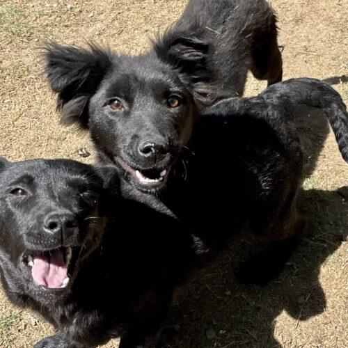 Enlarge Doughnut, a Adoptable mixed breed in Sanford, NC image 5/5