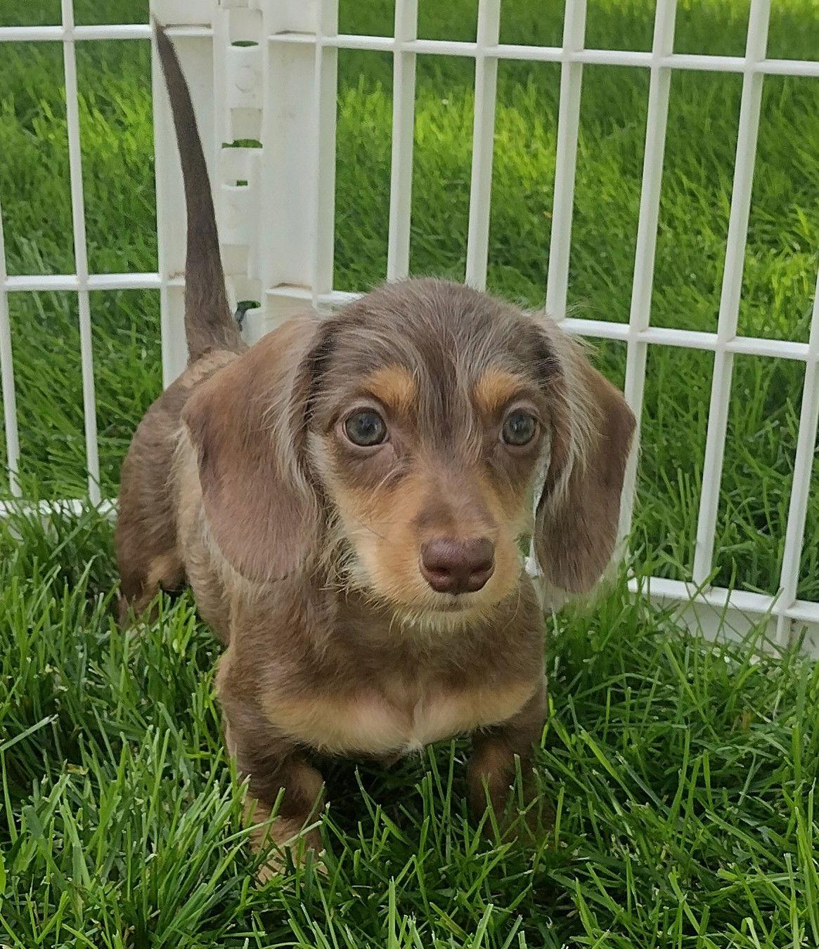Candy, Adoptable, Puppy Female Dachshund.