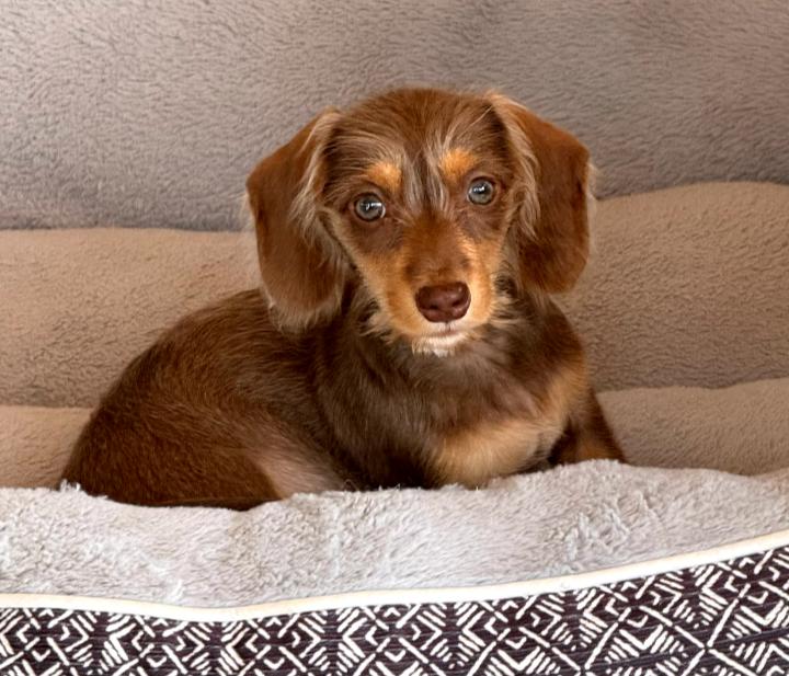 Candy, a Adoptable Dachshund in Sioux Falls, SD image 2/3