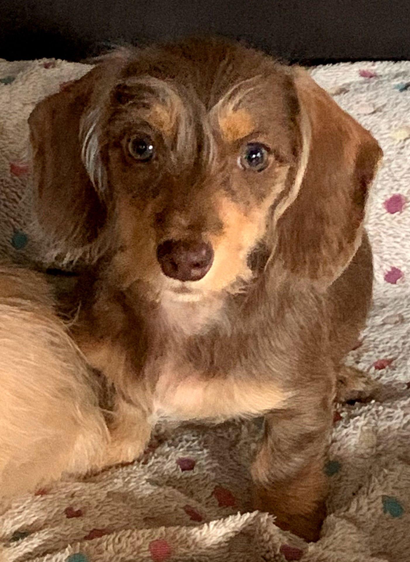 Candy, a Adoptable Dachshund in Sioux Falls, SD image 3/3