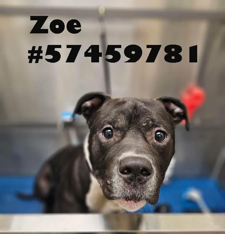Zoe