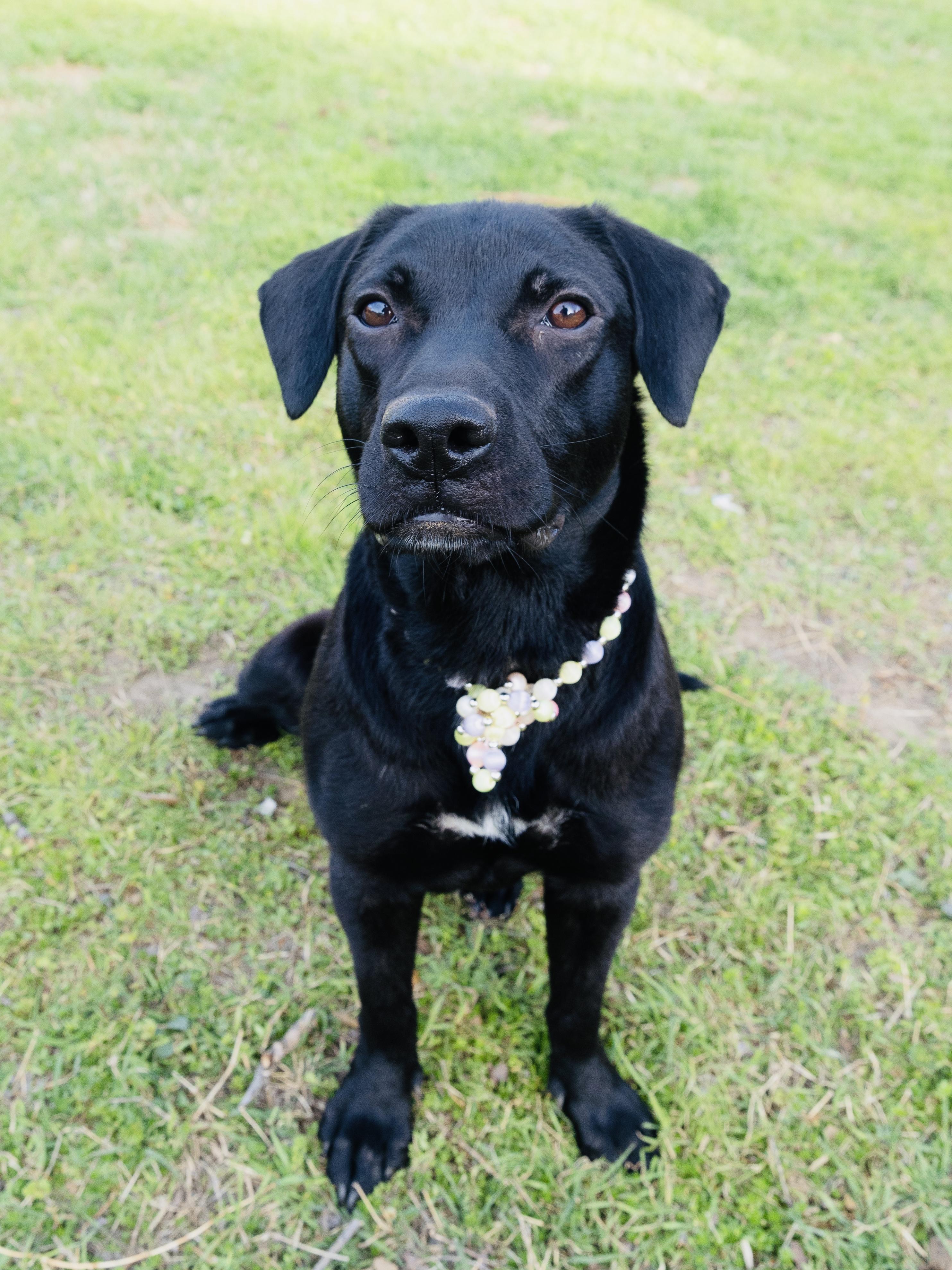 Enlarge Raven, a Adopted mixed breed in Arlington, TX image 4/4