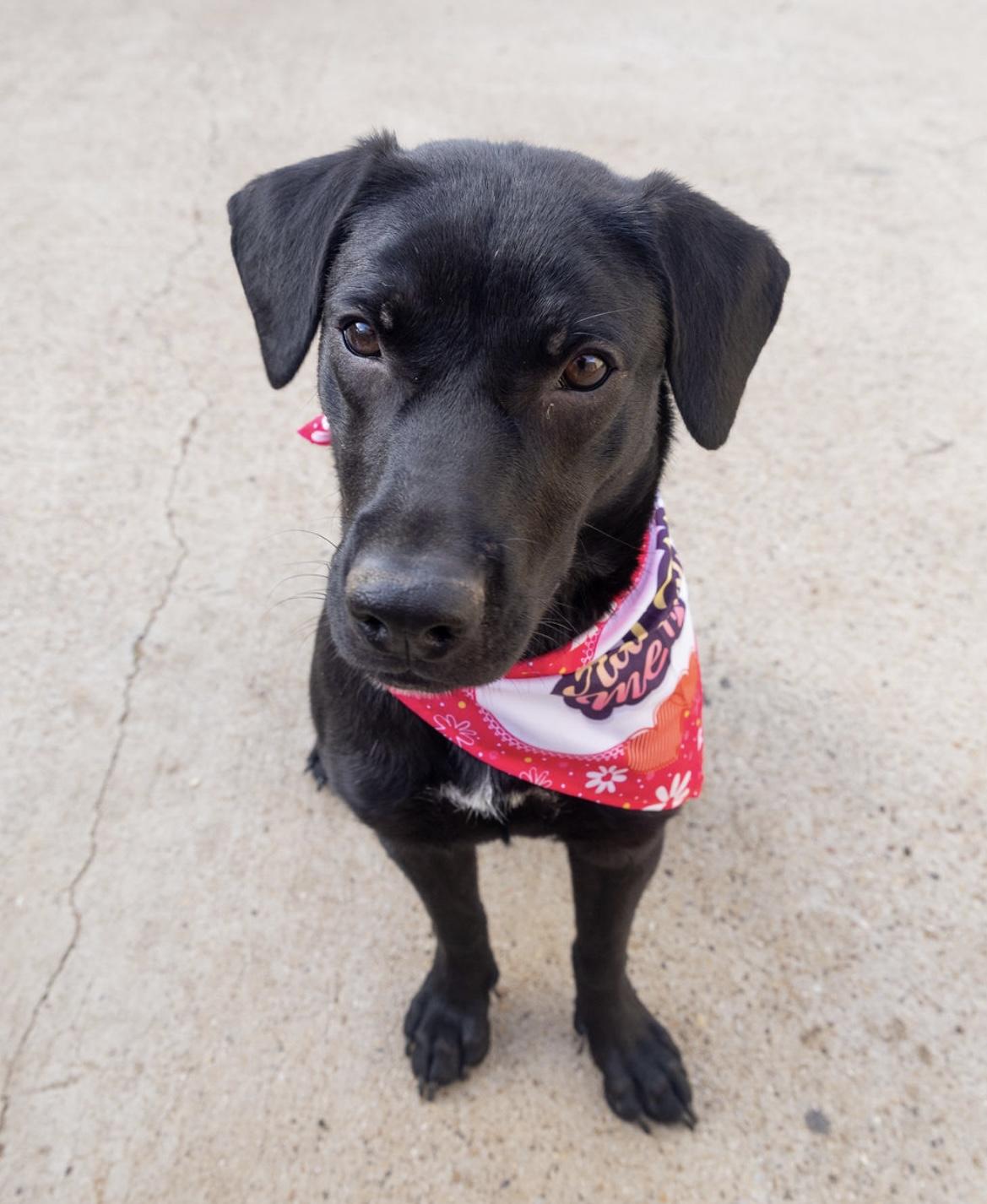 Enlarge Raven, a Adopted mixed breed in Arlington, TX image 3/4