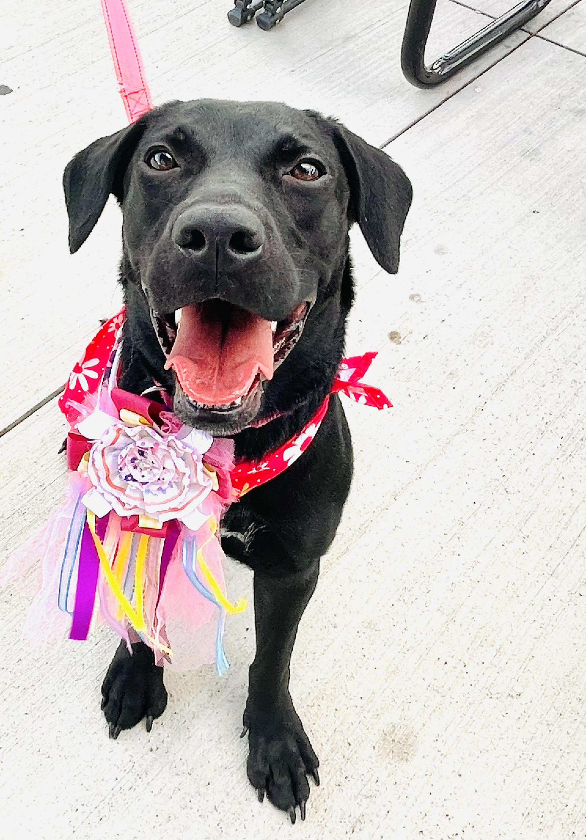 Raven, Adopted, Young Female Labrador Retriever.