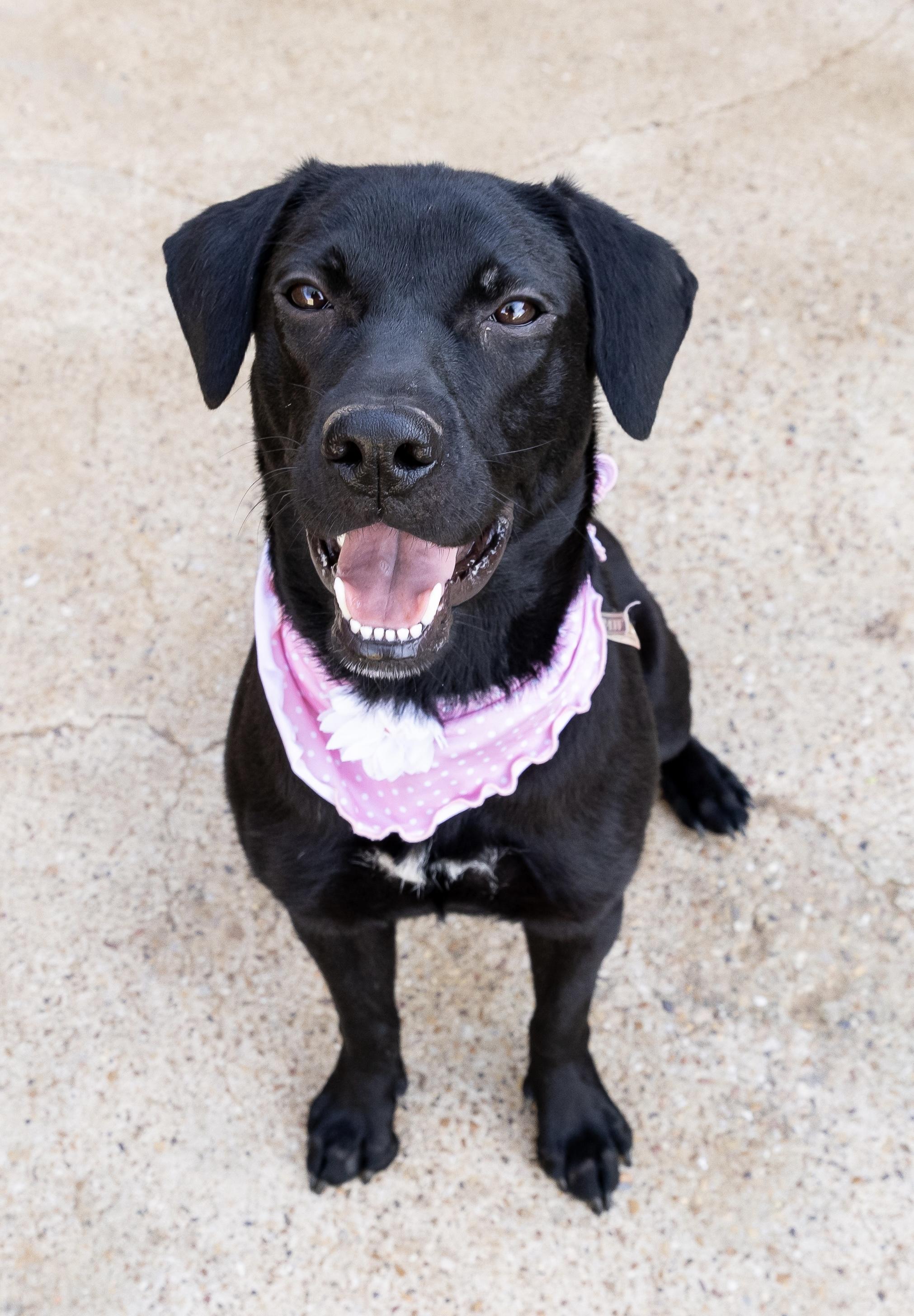 Enlarge Raven, a Adopted mixed breed in Arlington, TX image 2/4