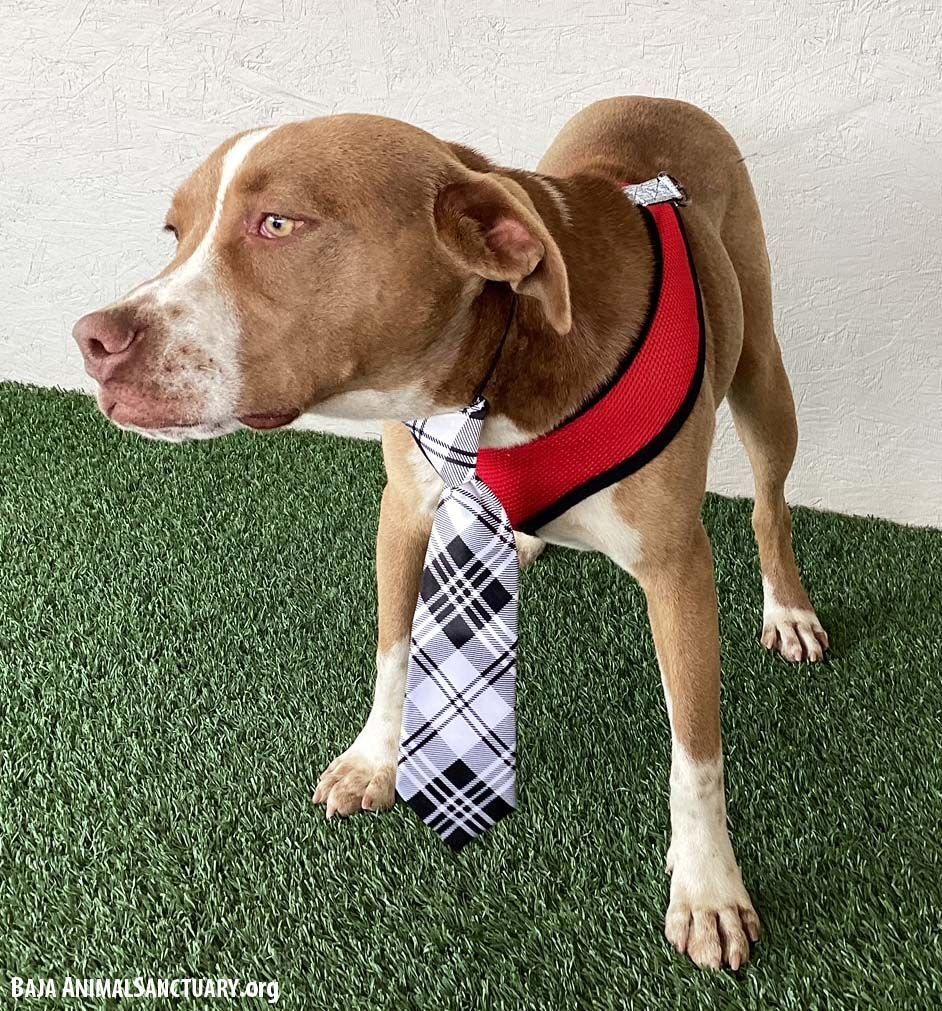 Roger, a Adoptable American Staffordshire Terrier in San Diego, CA image 3/4