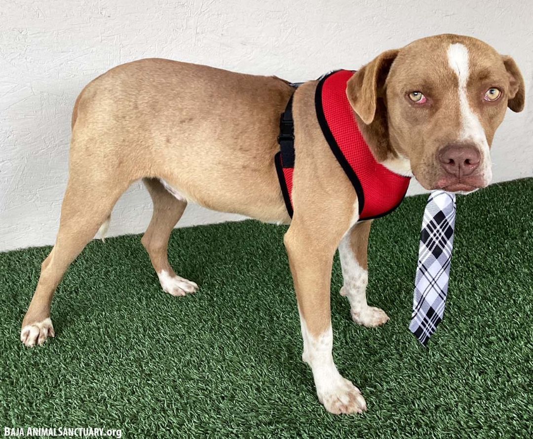 Roger, a Adoptable American Staffordshire Terrier in San Diego, CA image 4/4