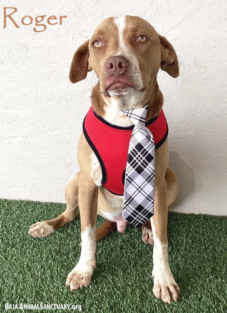 Roger, a Adoptable American Staffordshire Terrier in San Diego, CA image 1/4