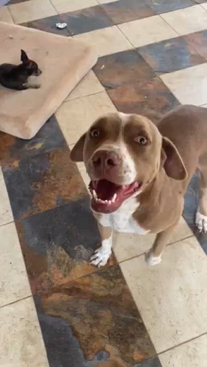 Enlarge Roger, a Adoptable American Staffordshire Terrier in San Diego, CA video 2/4