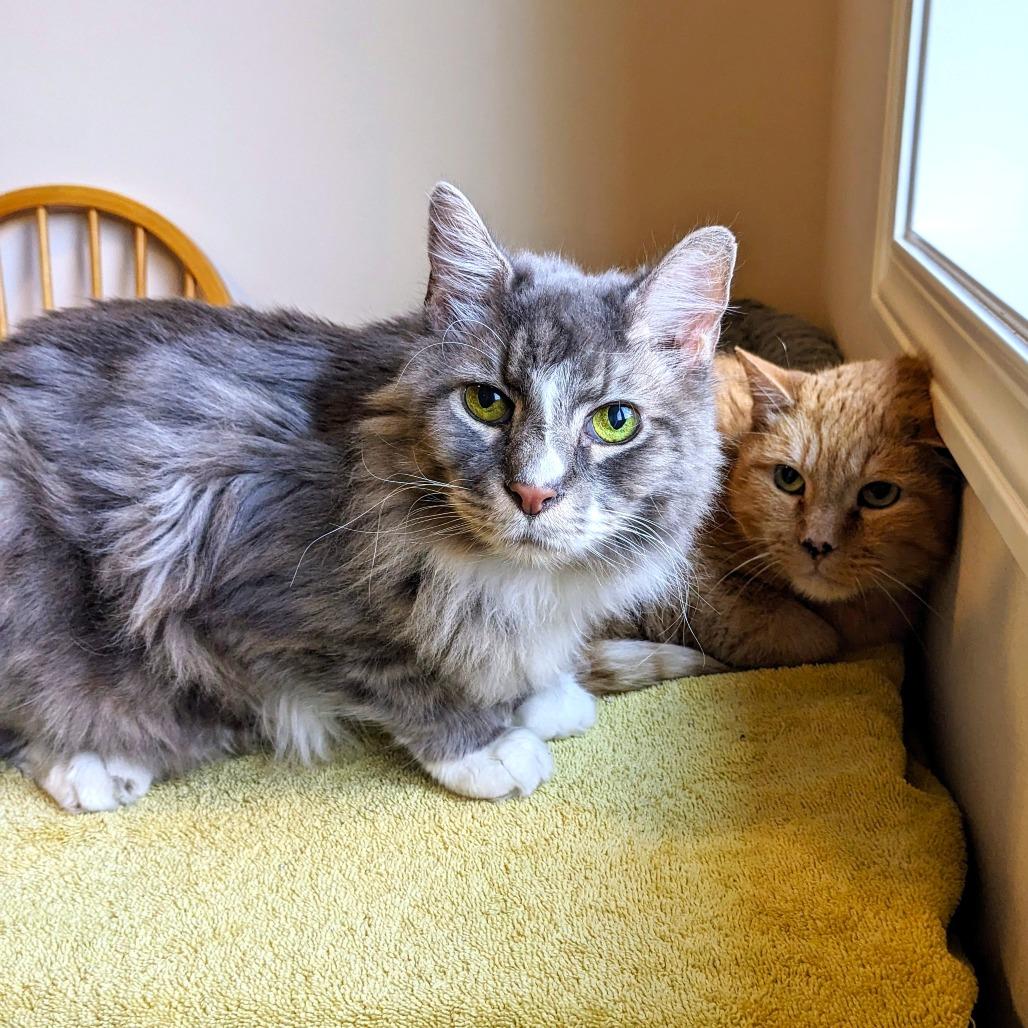 Pepita, Adoptable, Senior Male Domestic Short Hair.