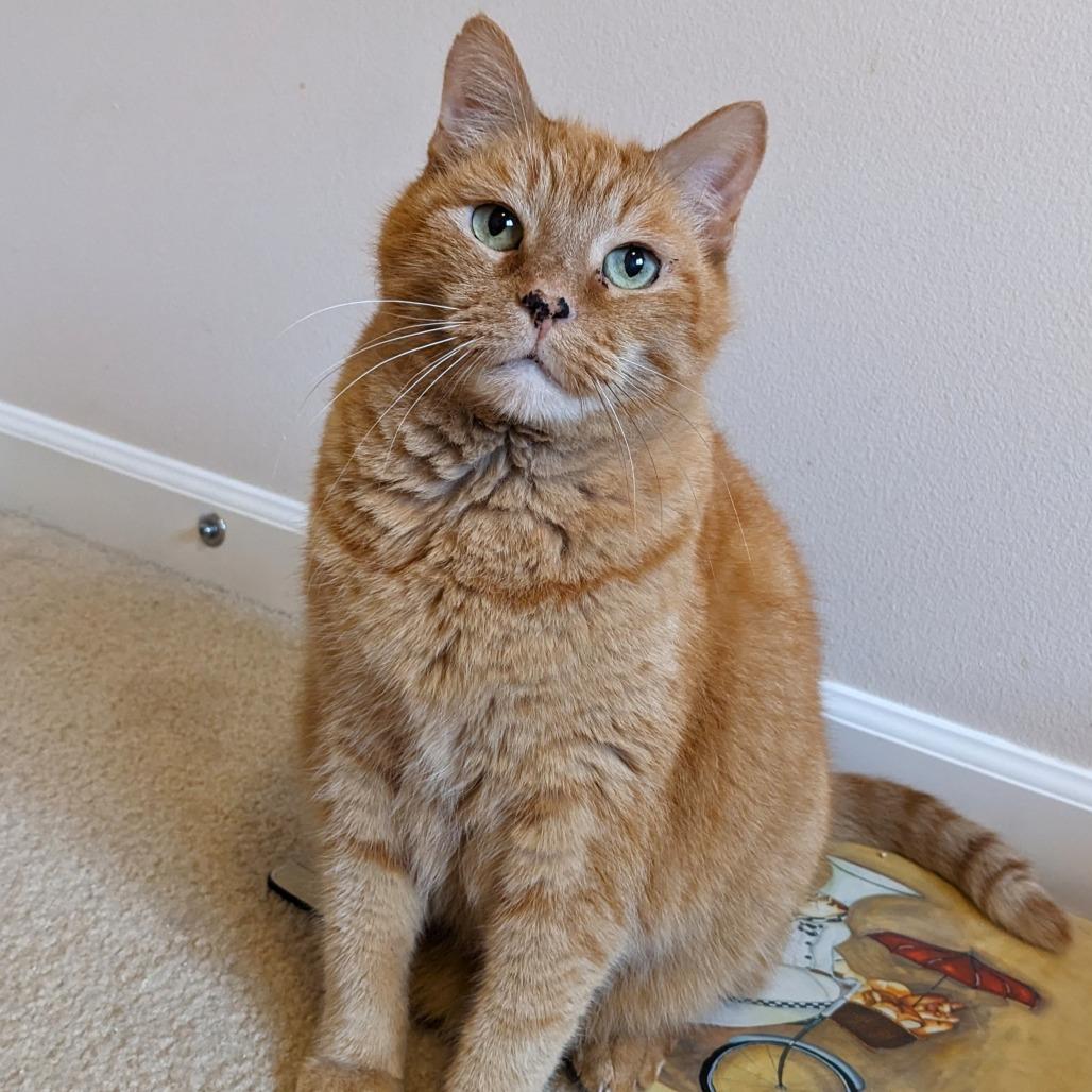 Enlarge Pepita, a Adoptable mixed breed in Woodinville, WA image 3/6