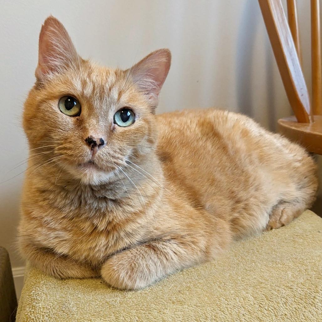 Enlarge Pepita, a Adoptable mixed breed in Woodinville, WA image 3/6