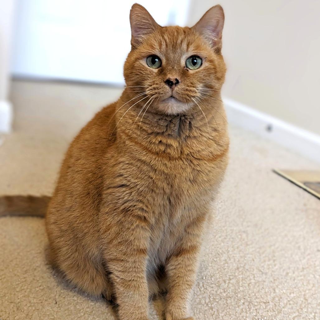 Enlarge Pepita, a Adoptable mixed breed in Woodinville, WA image 4/6